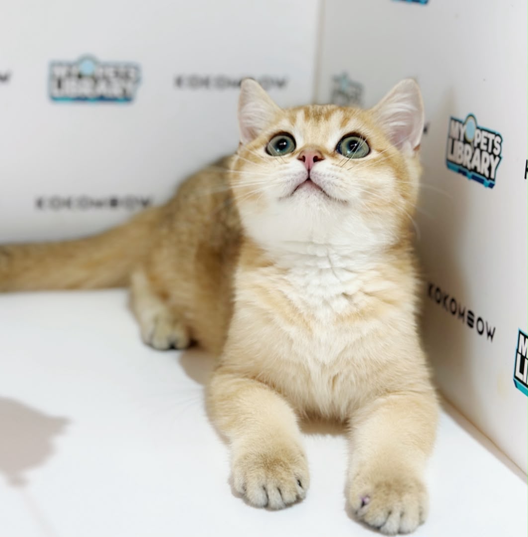 British Shorthair Kitten