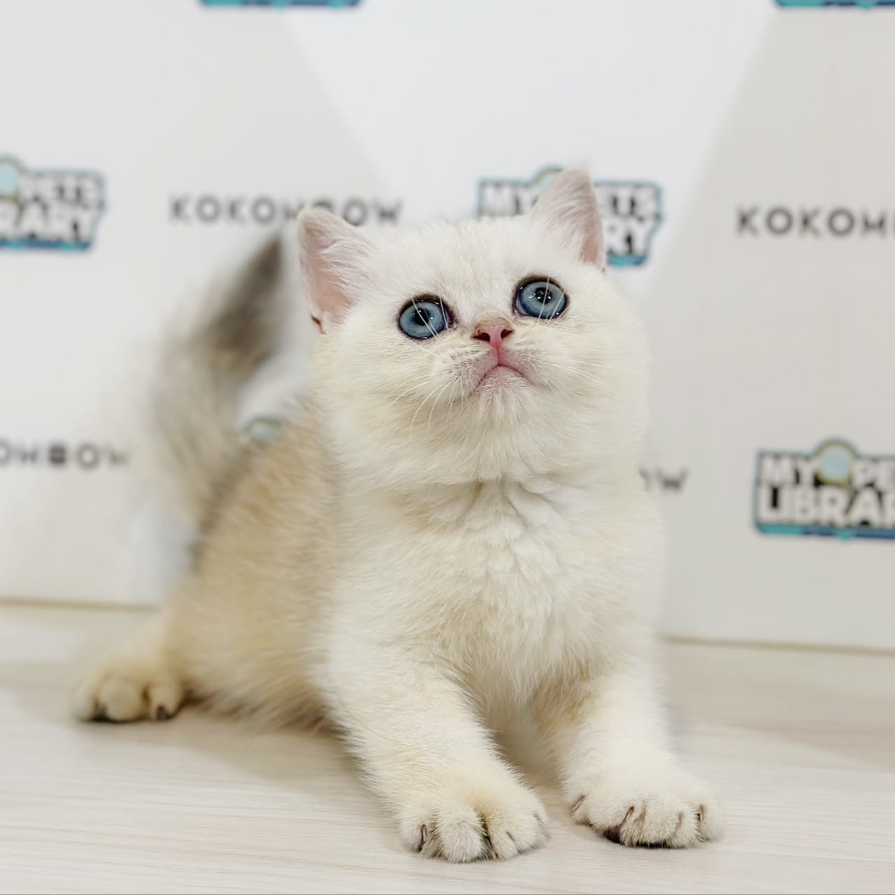 British Shorthair Kitten