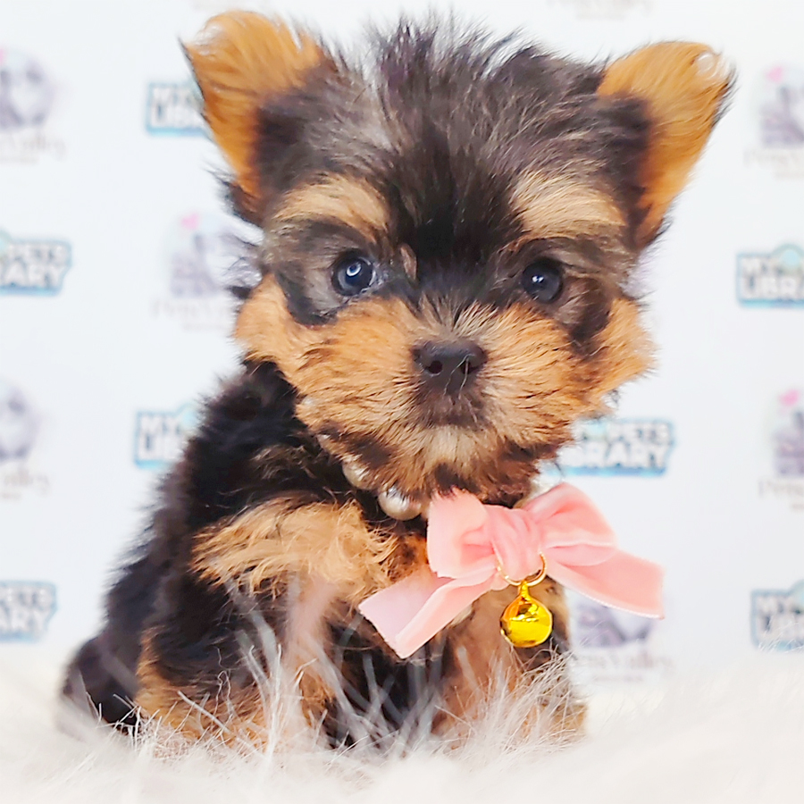 Yorkshire Terrier Puppy