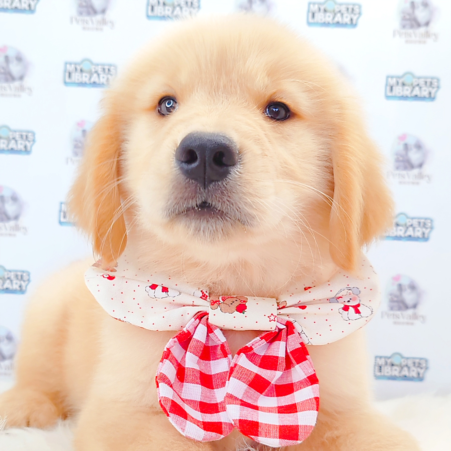 Golden Retriever Puppy