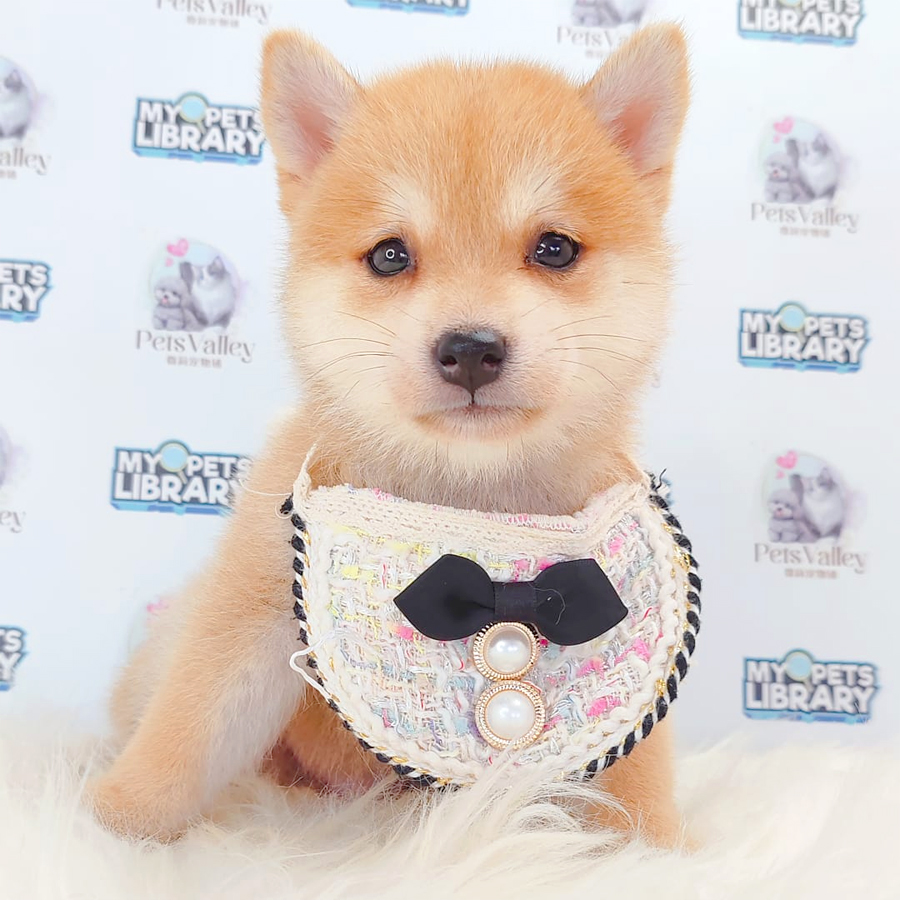 Mame Shiba Inu Puppy