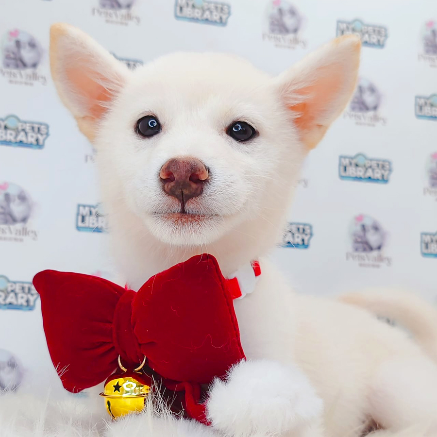 Shiba Inu Puppy