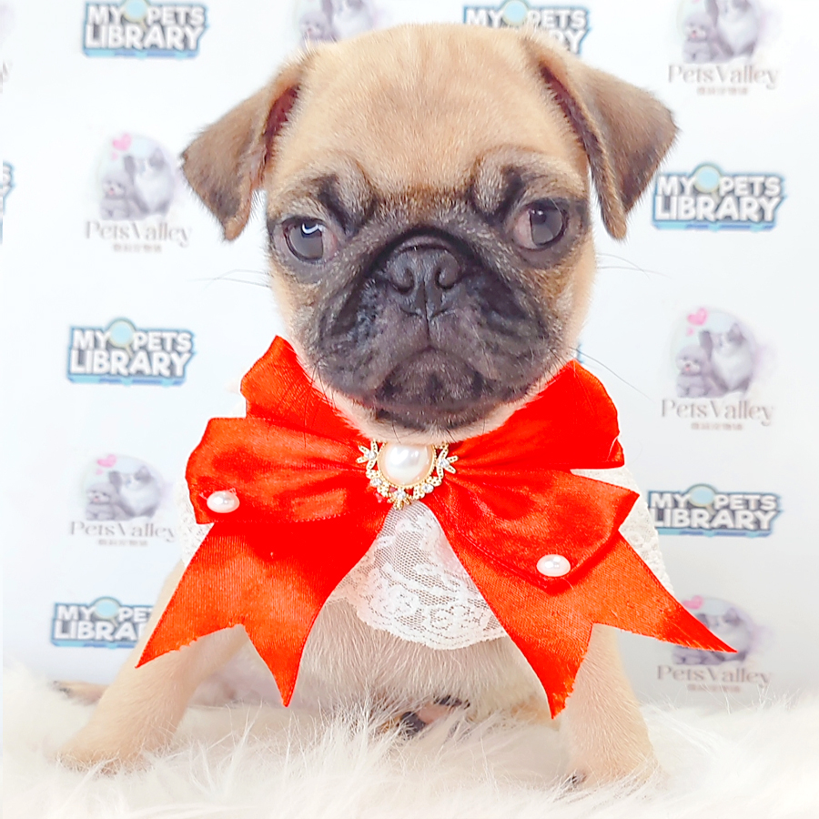 Pug Puppy