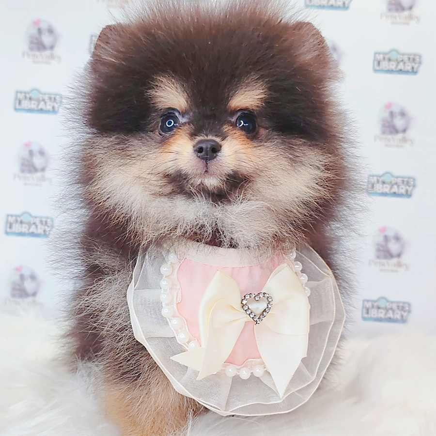 Pomeranian Puppy