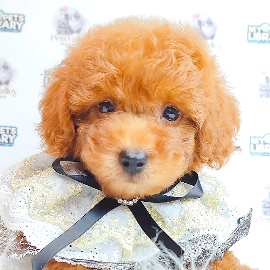 Toy Poodle Puppy