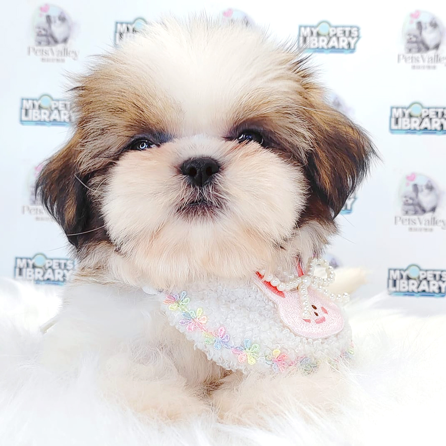 Shih Tzu Puppy