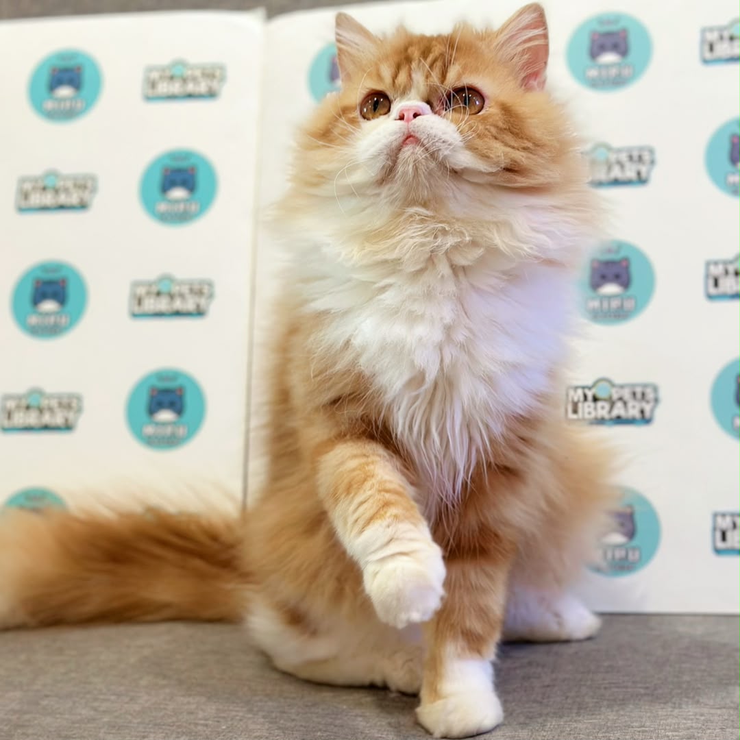 Persian Kitten