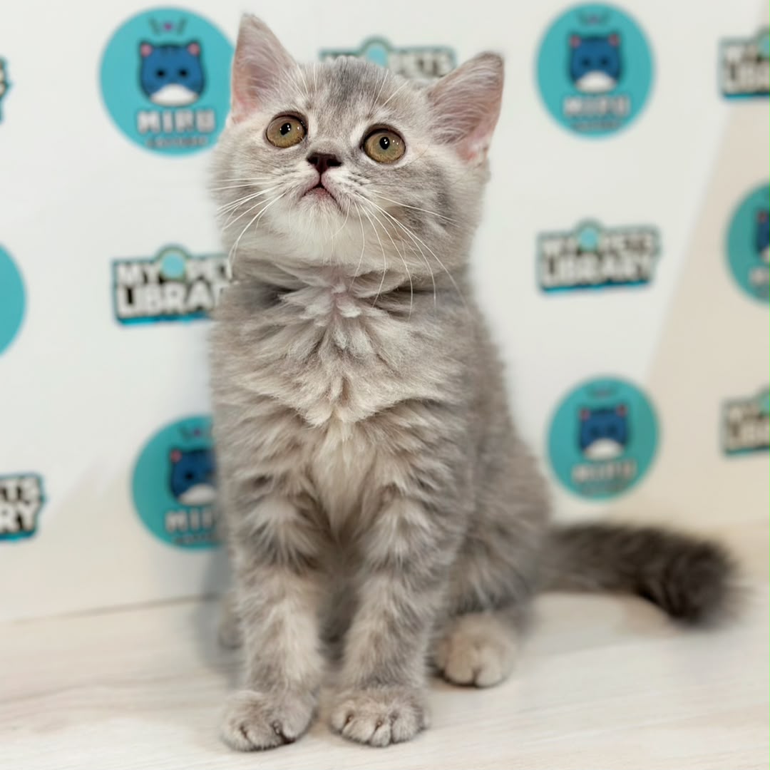 British Shorthair Kitten
