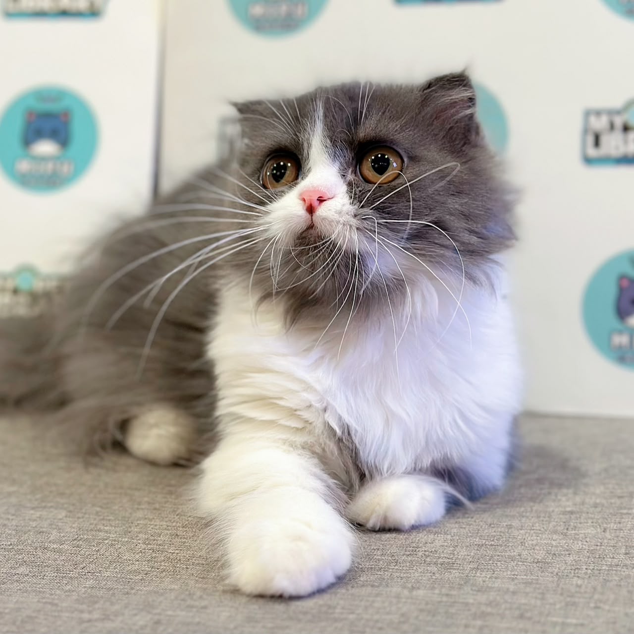 Super Short Minuet Napoleon Kitten