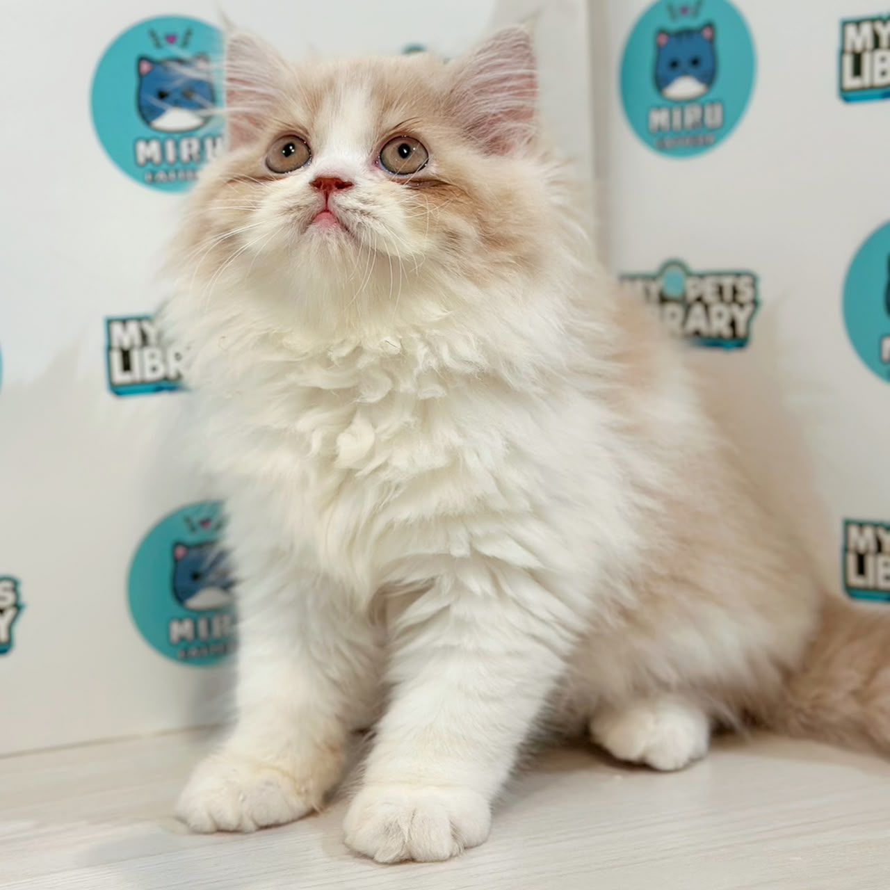 Persian Kitten
