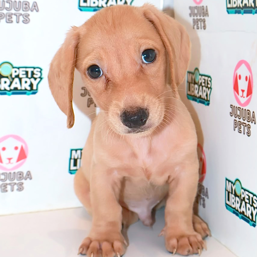 Dachshund Puppy