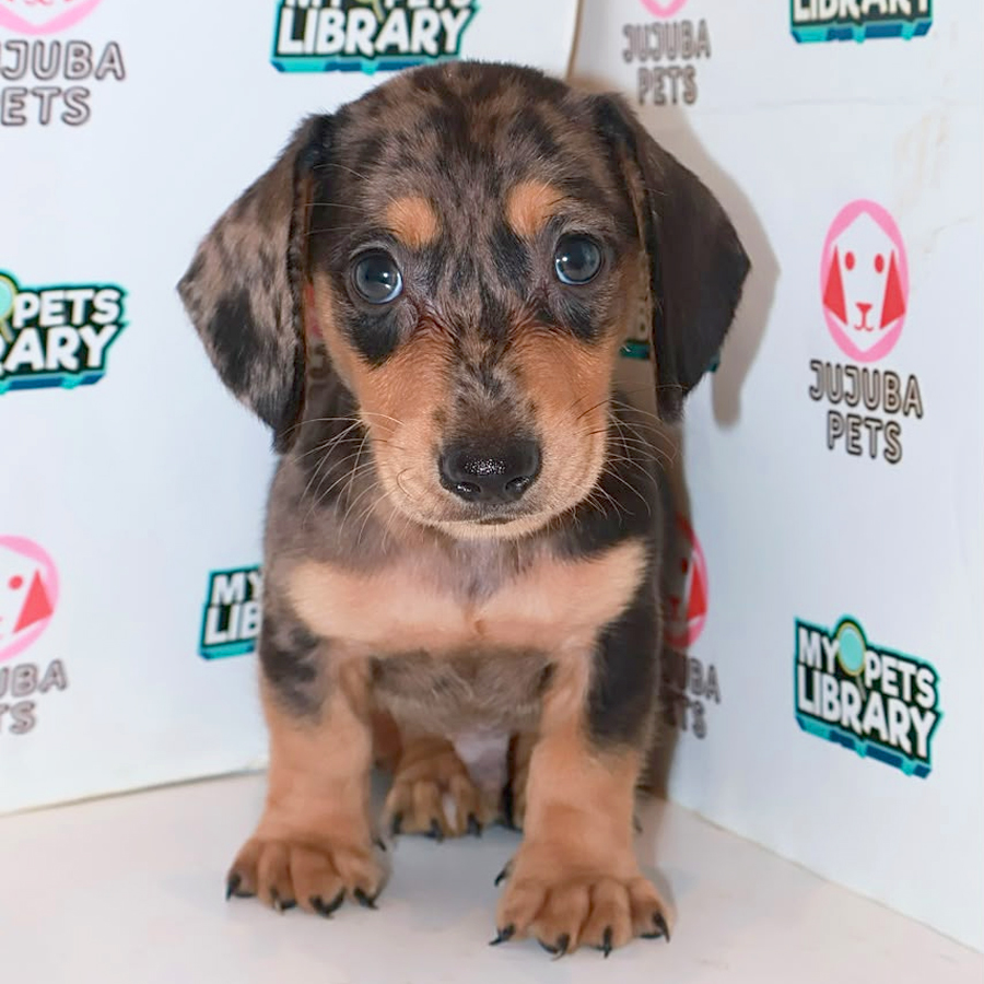 Dachshund Puppy