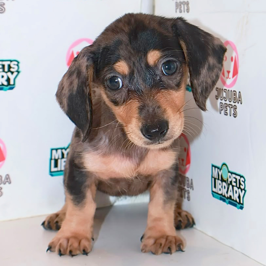 Dachshund Puppy