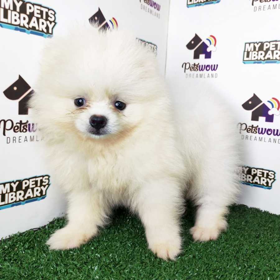 Pomeranian Puppy