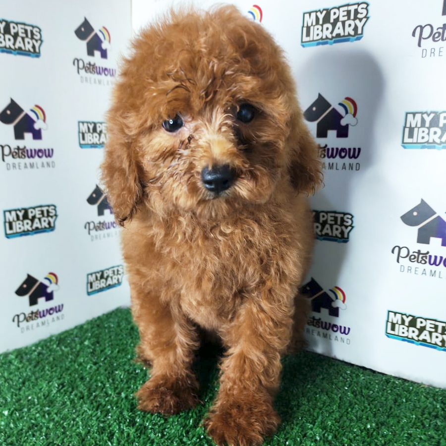 Toy Poodle Puppy