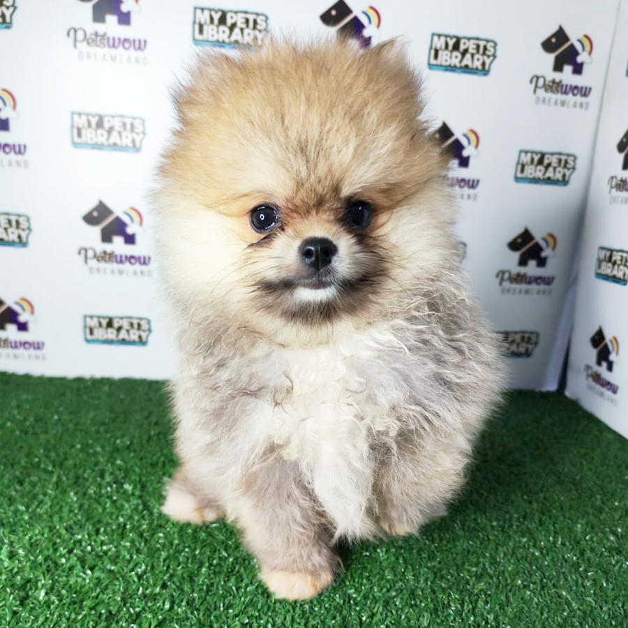 Pomeranian Puppy