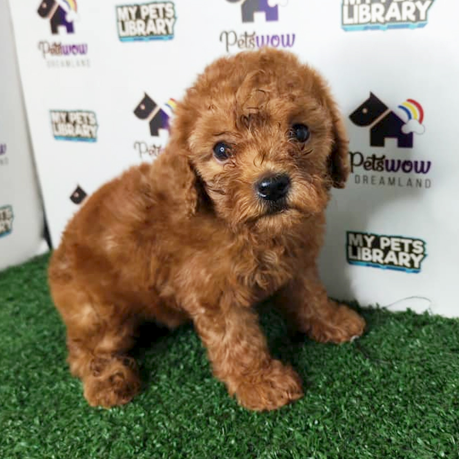 Toy Poodle Puppy
