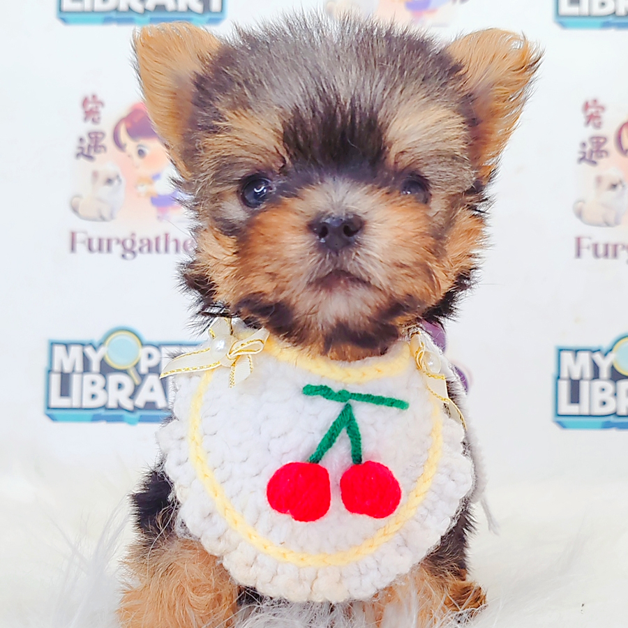 Yorkshire Terrier Puppy