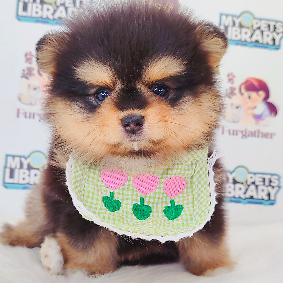 Pomeranian Puppy