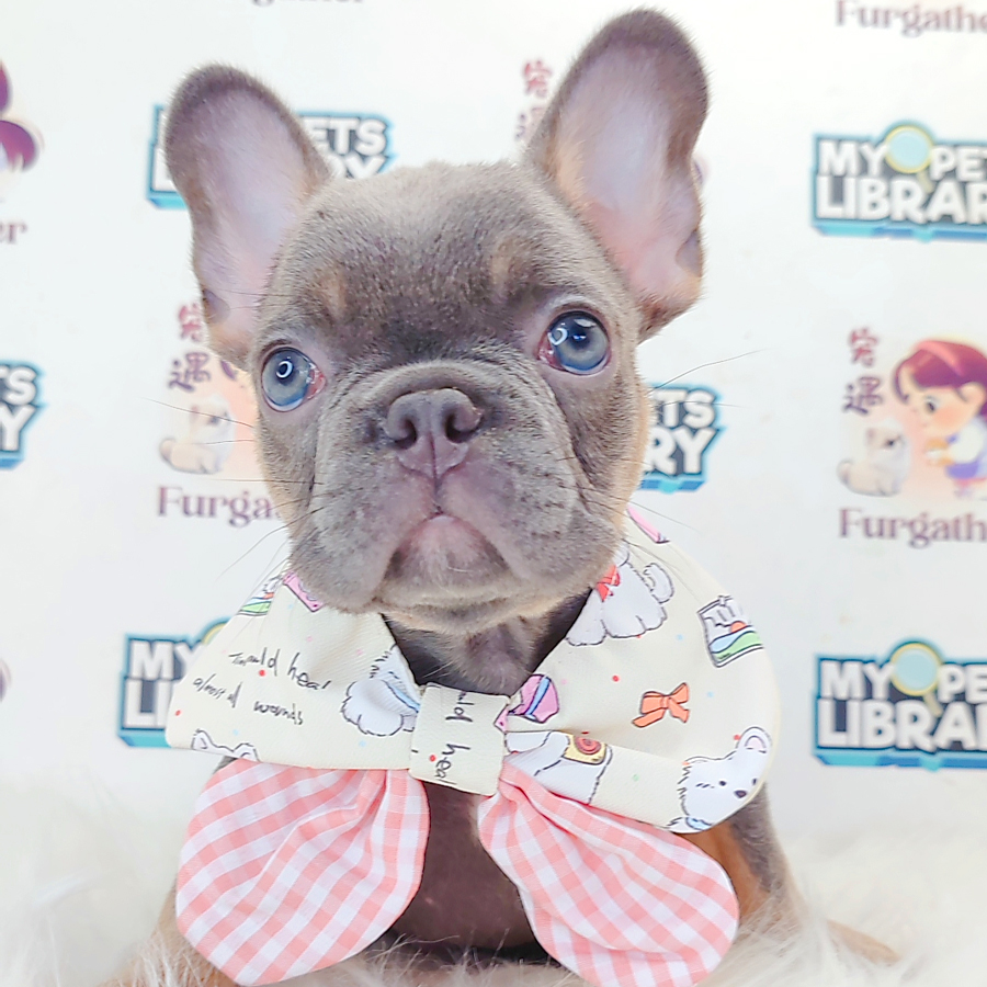 French Bulldog Puppy