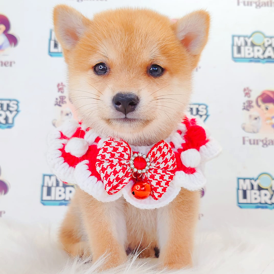 Mame Shiba Inu Puppy