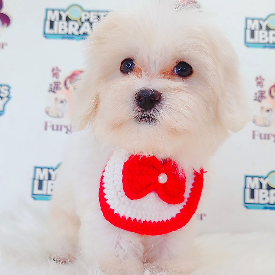 Maltipoo Puppy