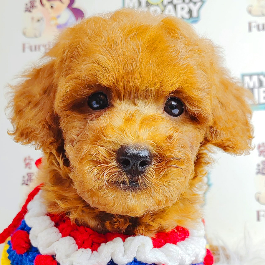 Toy Poodle Puppy