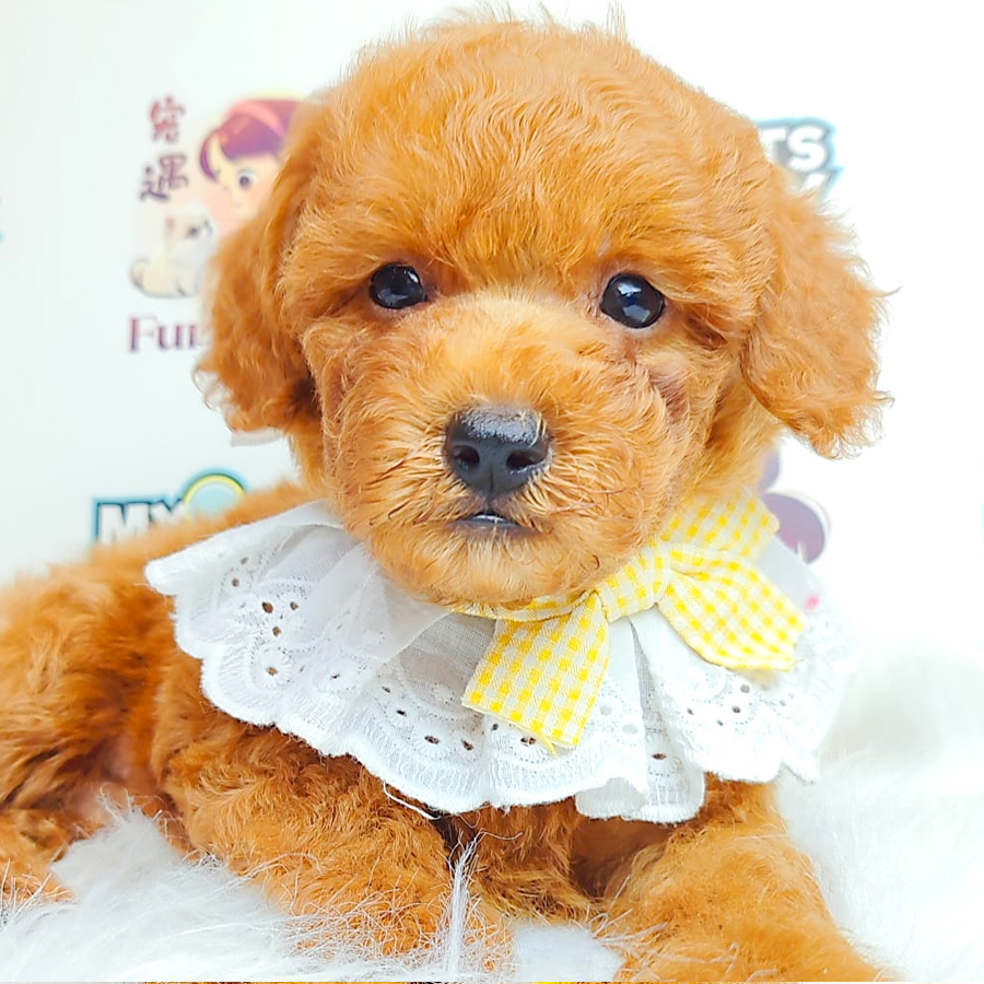 Toy Poodle Puppy