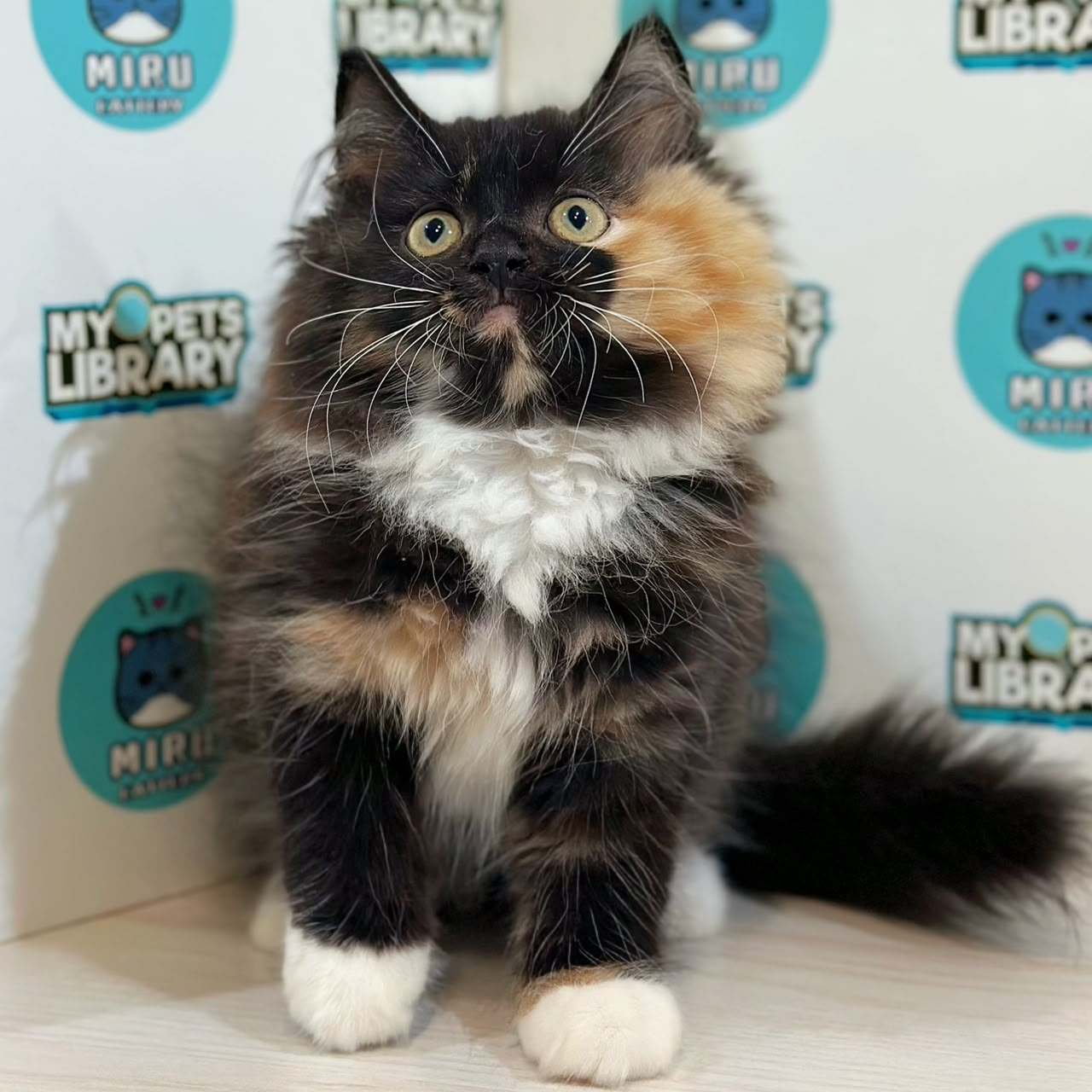 Turkish Angora Persian Kitten