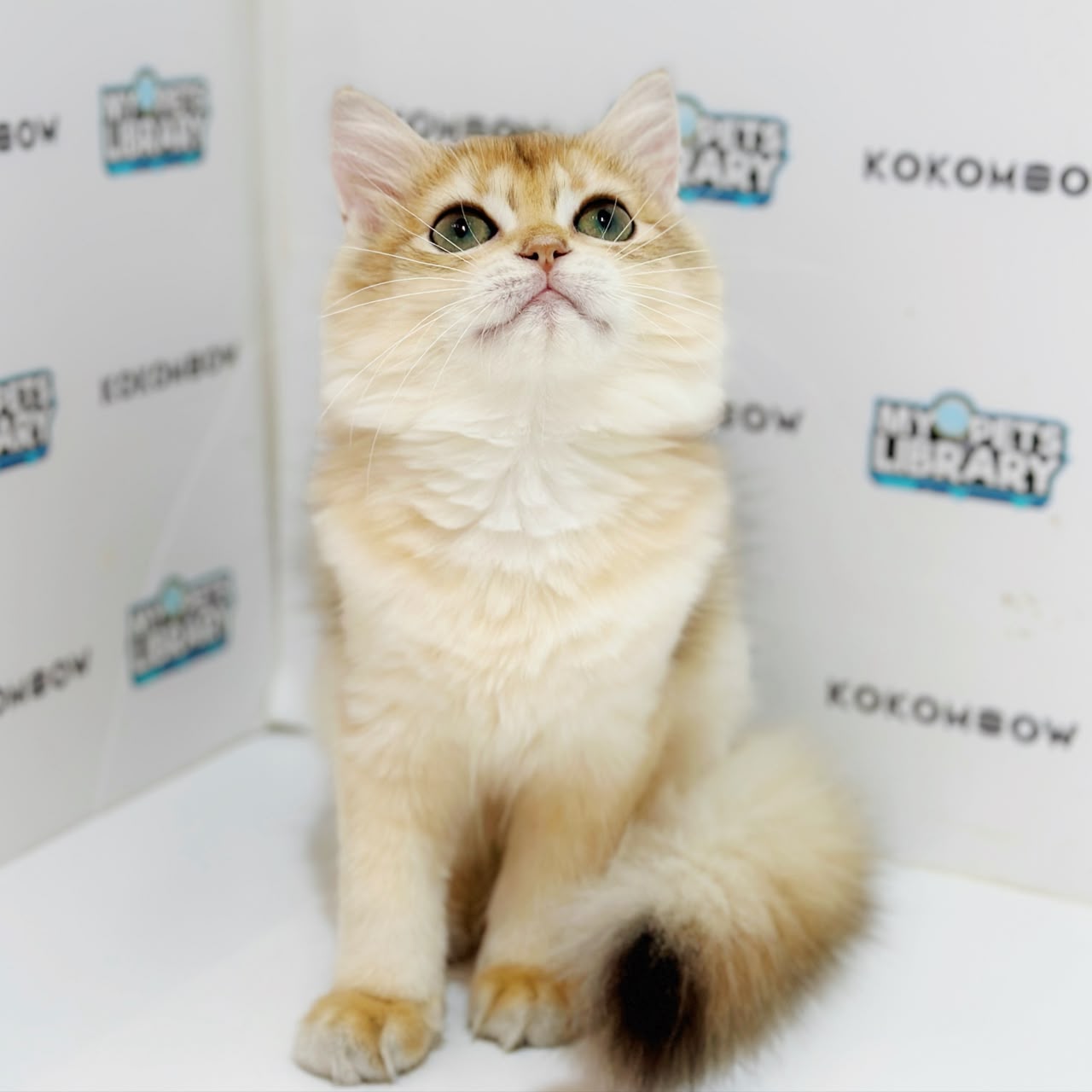 British Longhair Kitten