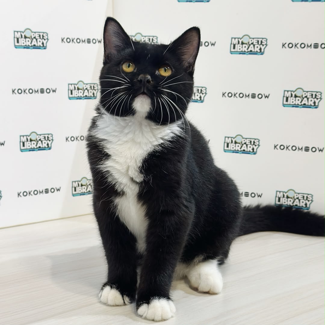 Scottishstraight  Kitten