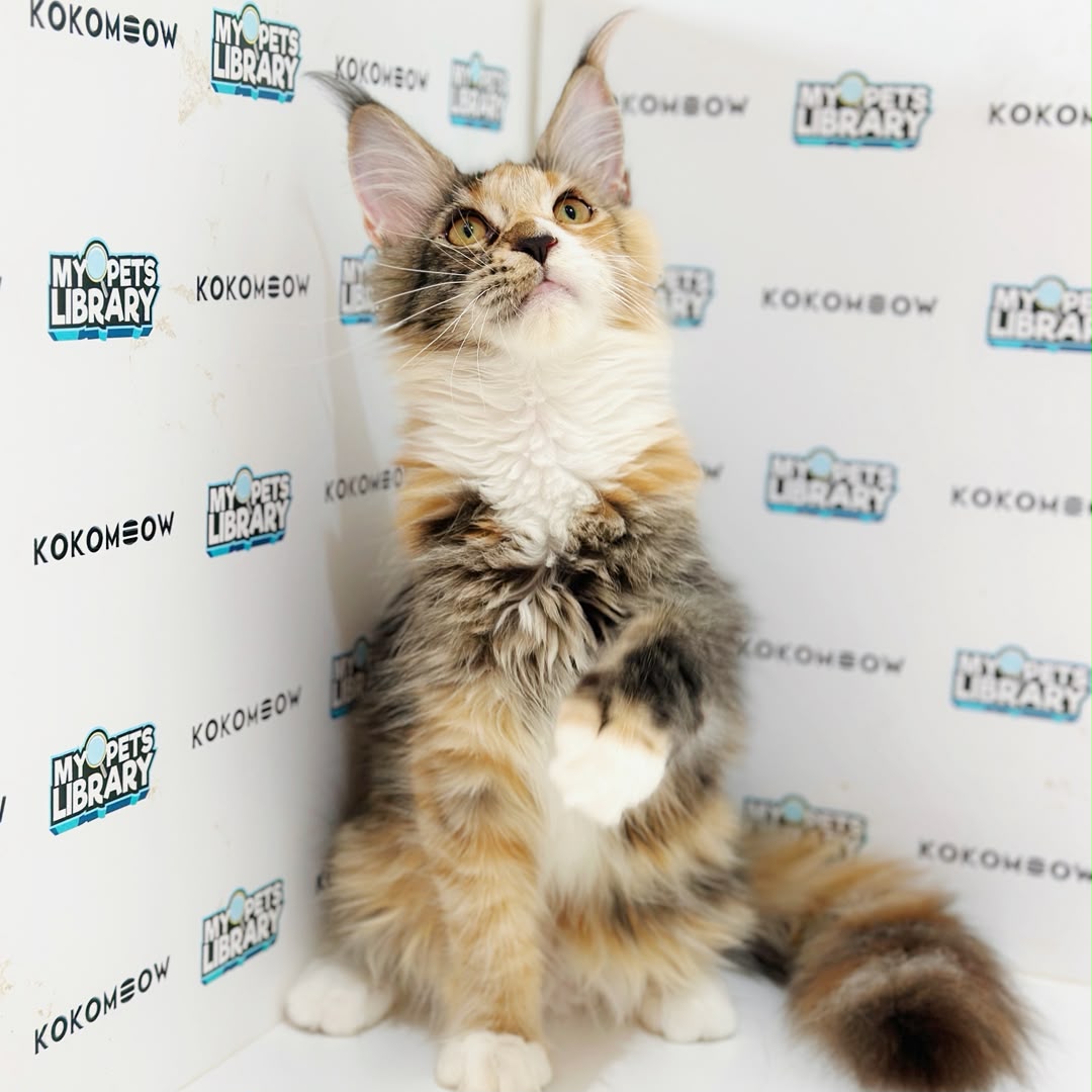 Maine Coon Kitten
