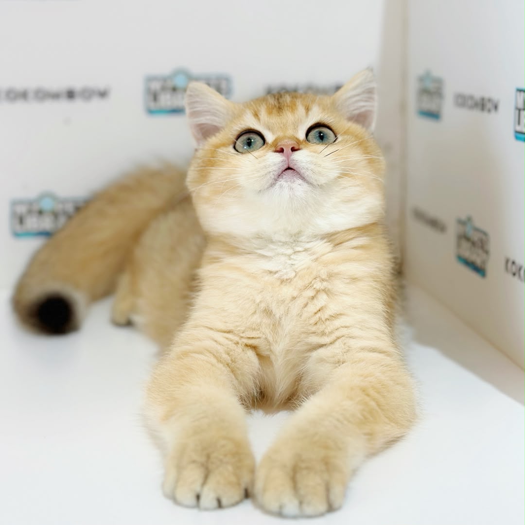 British Shorthair Kitten