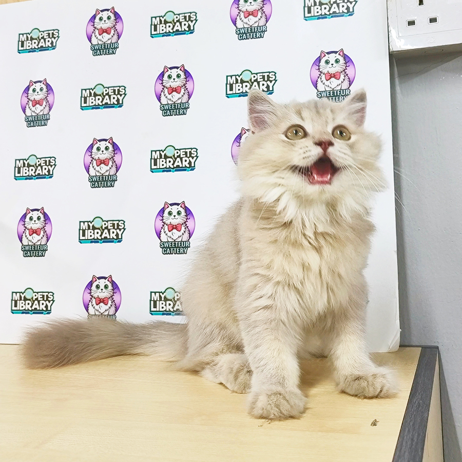 British Longhair Kitten