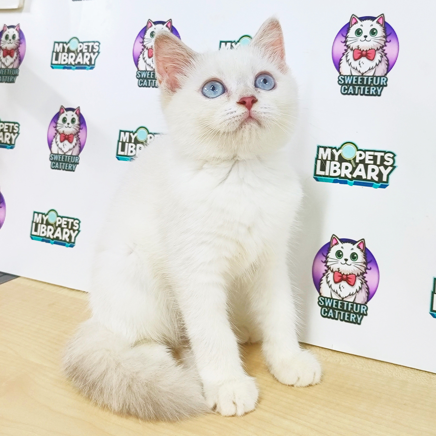 British Shorthair Kitten