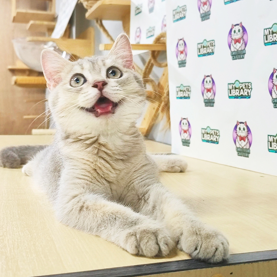 British Shorthair Kitten