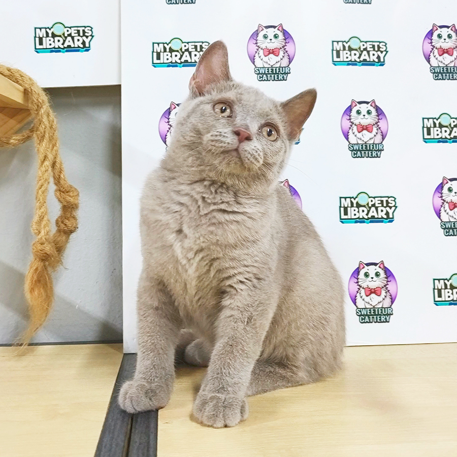 British Shorthair Kitten