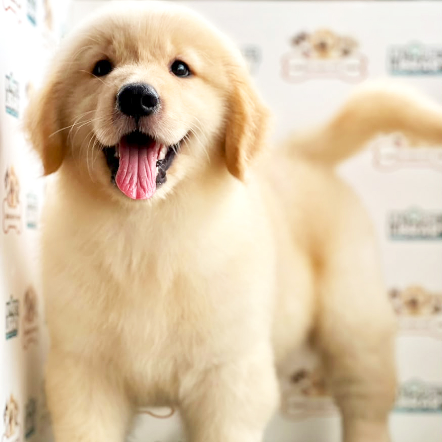 Golden Retriever Puppy