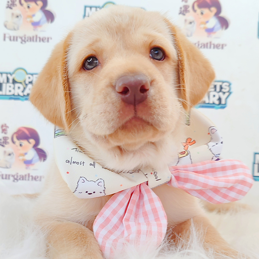 Labrador Retriever Puppy
