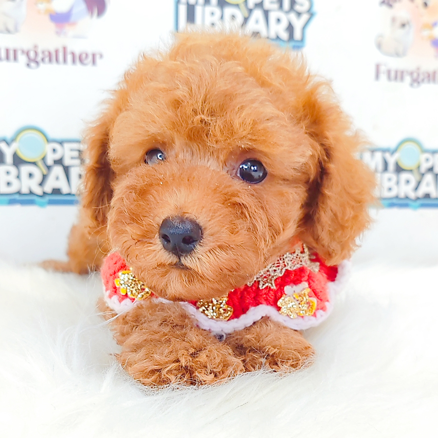 Toy Poodle Puppy