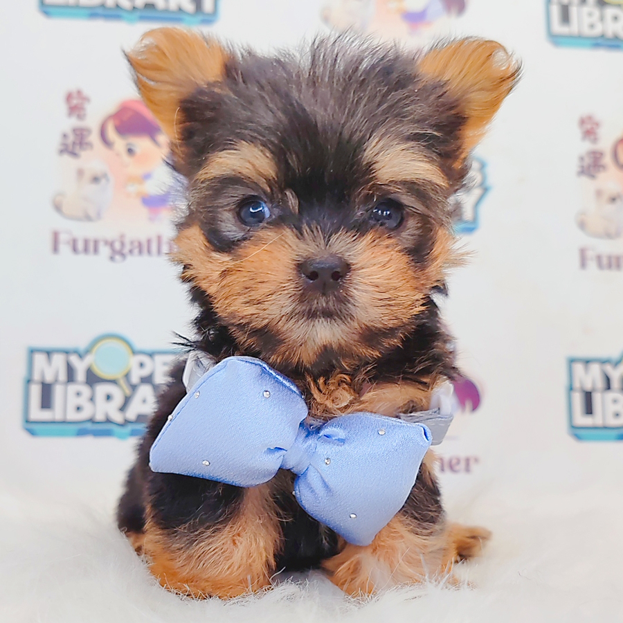 Yorkshire Terrier Puppy