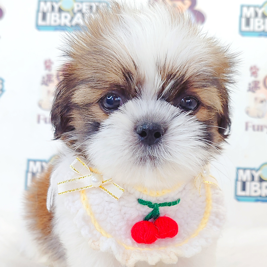 Shih Tzu Puppy