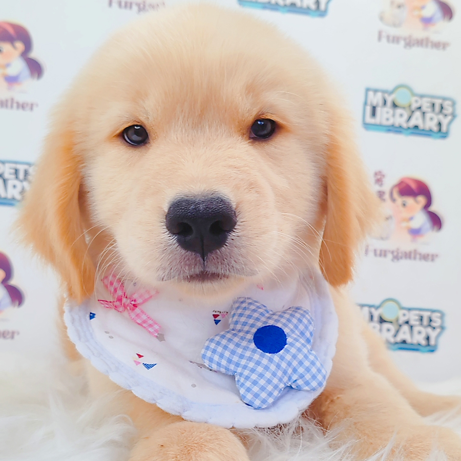 Golden Retriever Puppy
