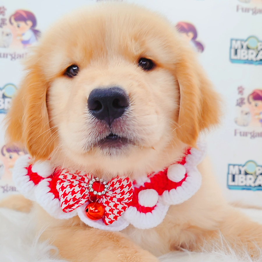 Golden Retriever Puppy