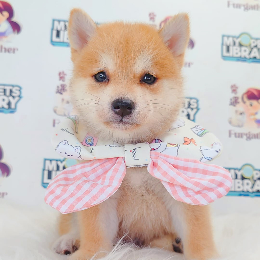 Mame Shiba Inu Puppy