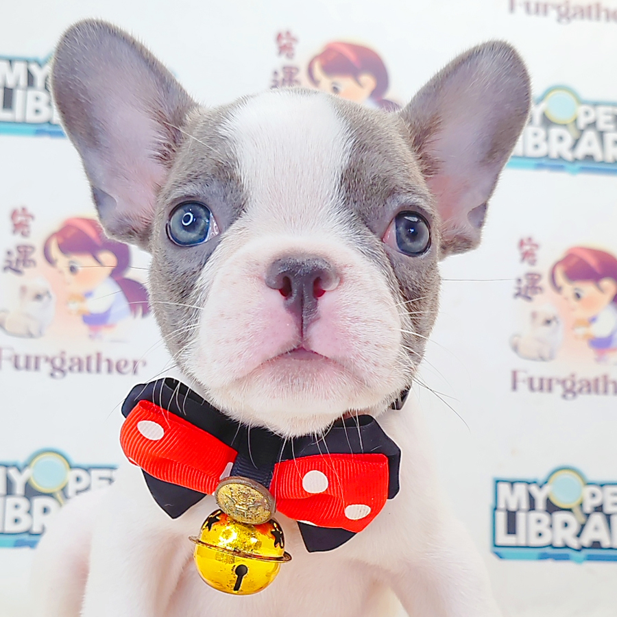 French Bulldog Puppy