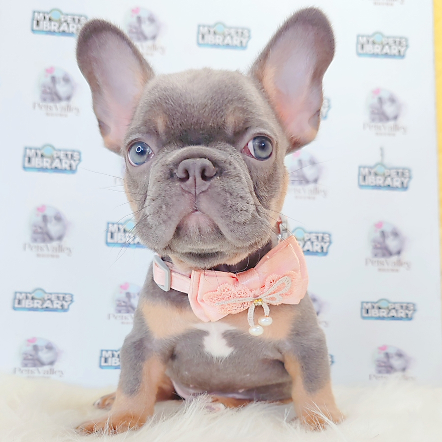 French Bulldog Puppy