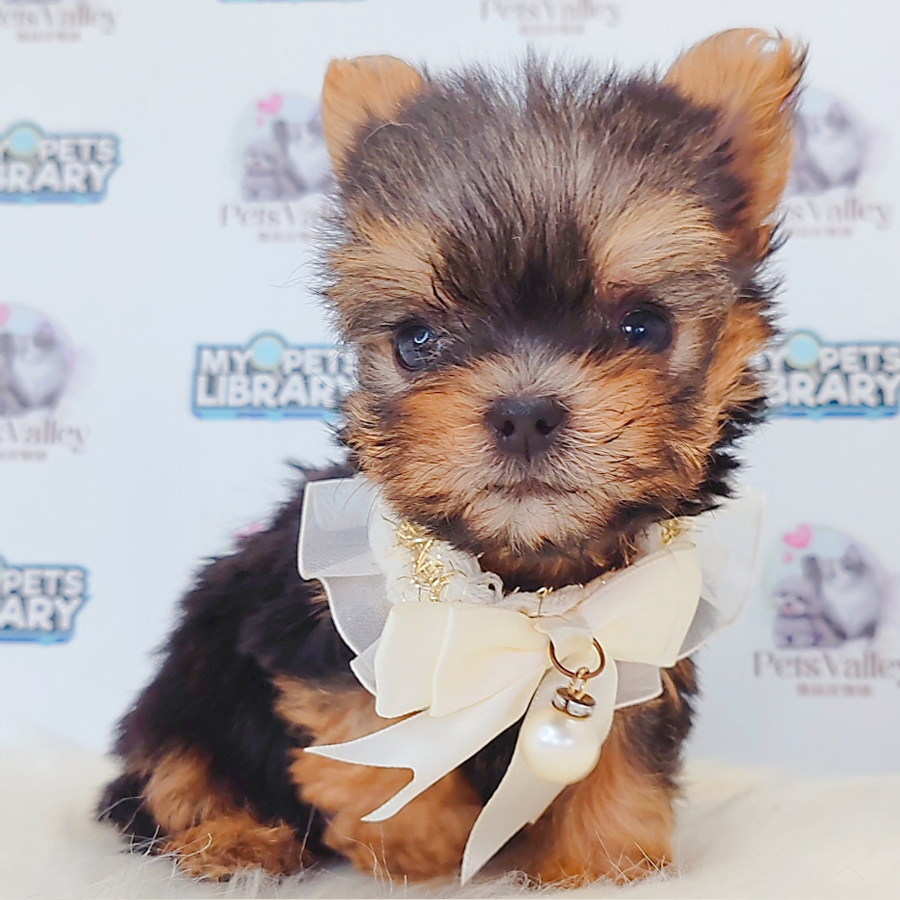 Yorkshire Terrier Puppy
