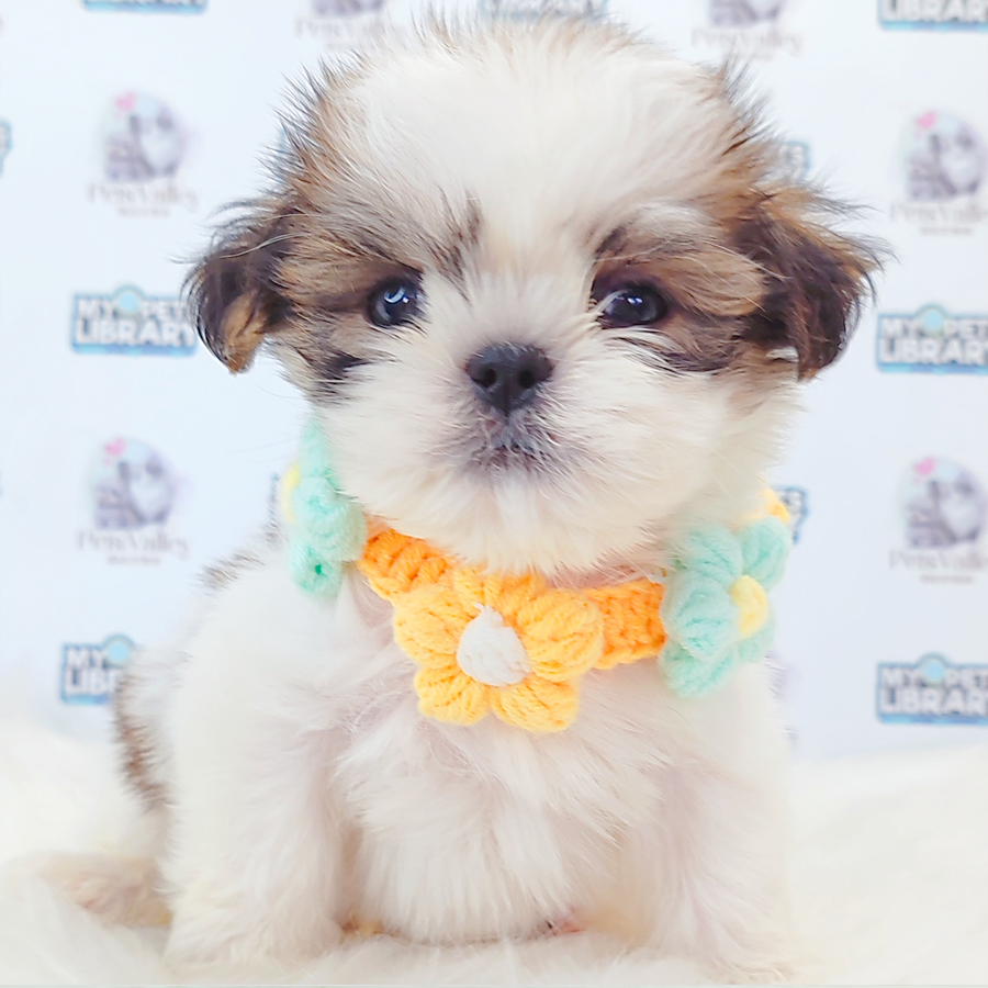 Shih Tzu Puppy