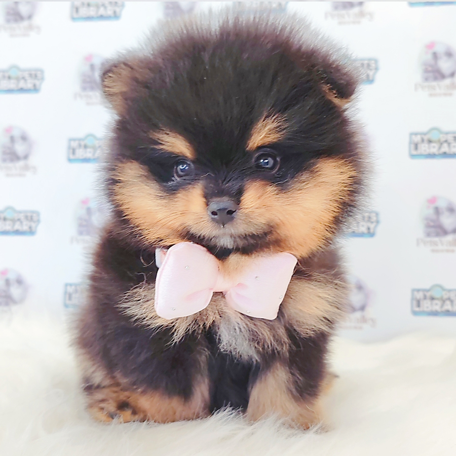 Pomeranian Puppy